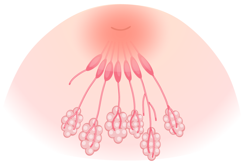 陥没乳頭
