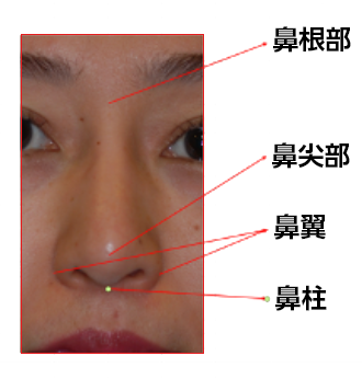 鼻部の名称を上の図に示しました。