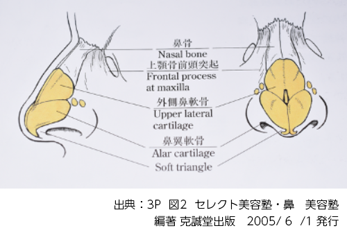 鼻は上から1/3程度が鼻骨という骨組織で、またその2/3は軟骨組織で外形が構成されています。