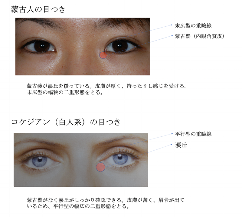 蒙古人、白人の目つきの違い
